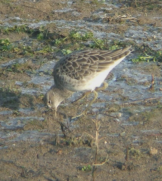 kemphaan_lexmond_181209.jpg