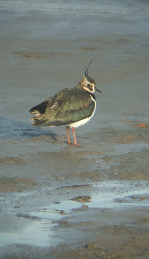 kievit_lexmond_181209.jpg