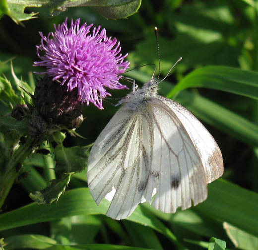 klein_geaderd_witje_op_akkerdistel_kedichem_9_okt._2008.jpg