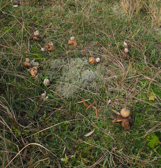kleine aardster meijendel 171109 1