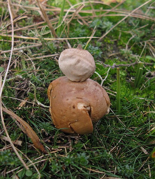 kleine_aardster_meijendel_171109_4.jpg