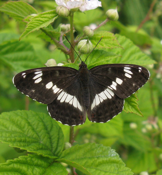 kleine_ijsvogelvlinder_natuurlijk_brabant_8_juni_2009_1.jpg