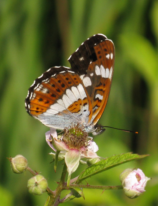 kleine_ijsvogelvlinder_natuurlijk_brabant_8_juni_2009_2.jpg
