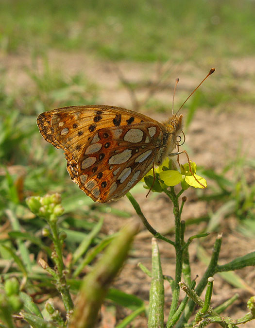 kleine_parelmoervlinder_moerputten_14082013_7.jpg