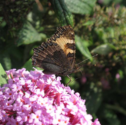 kleine_vos_op_vlinderstruik_meerkerk_31_aug._2008_1.jpg