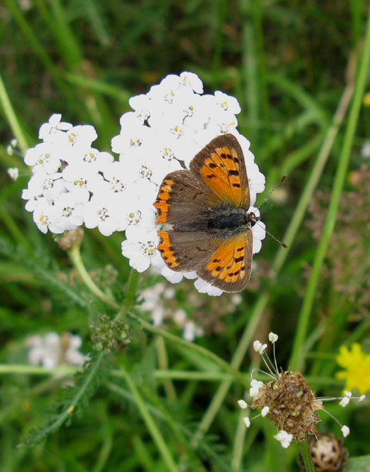 kleine_vuurvlinder_man_op_duizendblad_natuurlijk_brabant_11072011.jpg