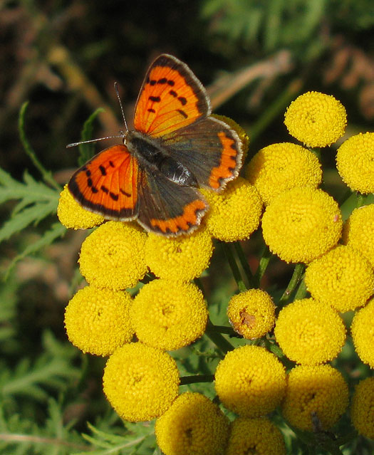 kleine_vuurvlinder_op_boerenwormkruid_natuurlijk_brabant_23102011.jpg