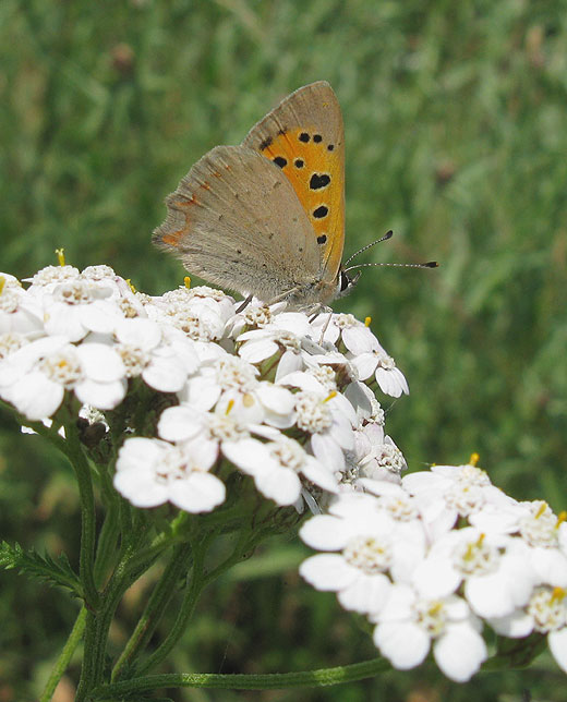 kleine_vuurvlinder_op_duizendblad_natuurlijk_brabant_14062011.jpg