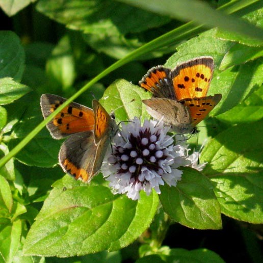 kleine_vuurvlinders_op_watermunt_lekuiterwaard_achthoven_19_sept._2008.jpg