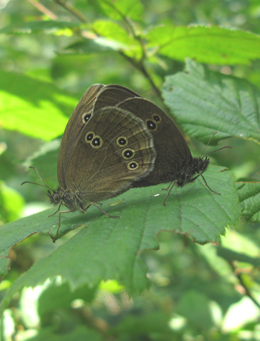 koevinkjes_natuurlijk_brabant_04072011_1.jpg