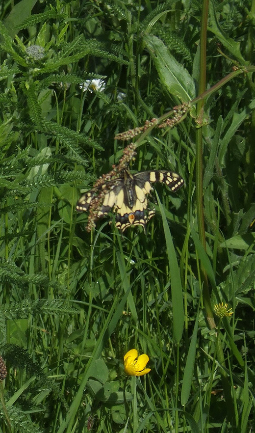 koninginnenpage_lekdijk_everdingen_180510.jpg