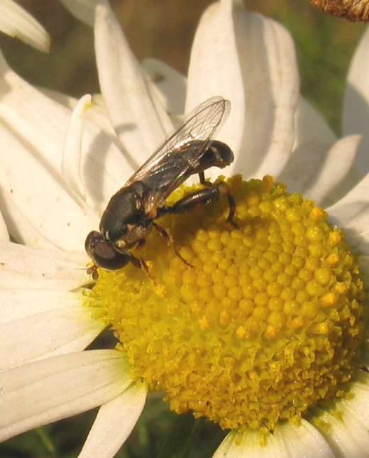 menuetzweefvlieg_op_reukeloze_kamille_beesd_211109.jpg