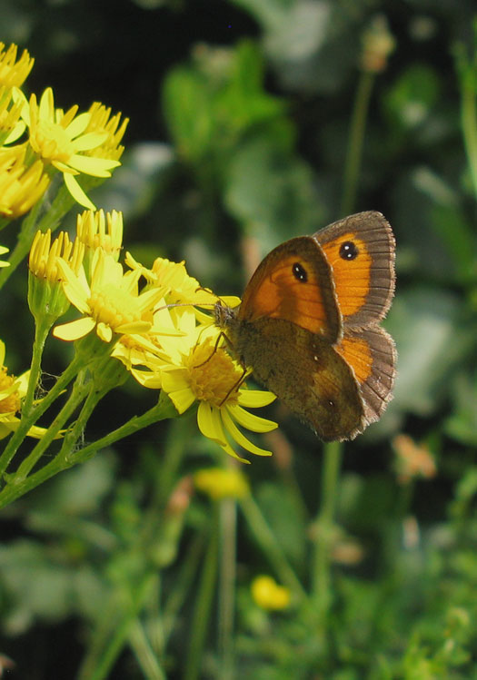 oranje_zandoogje_op_jacobskruiskruid_natuurlijk_brabant_11072011.jpg