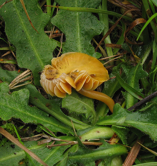 papegaaizwammetje_betuwe_011009.jpg