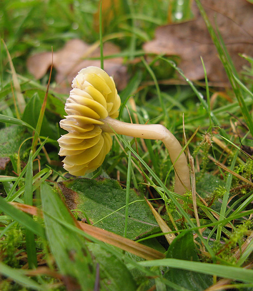 papegaaizwammetje_betuwe_101109.jpg