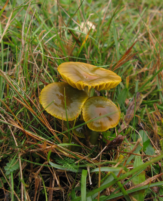 papegaaizwammetje_het_gooi_021109.jpg