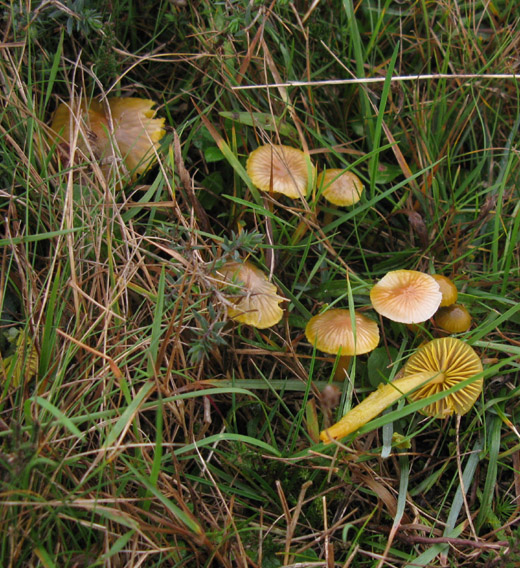 papegaaizwammetje_het_gooi_111109.jpg