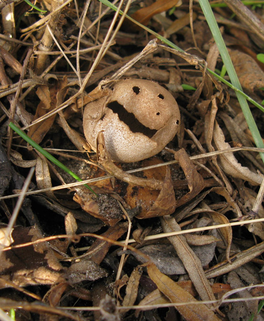peperbus_meijendel_171109_2.jpg