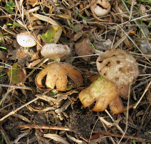 peperbus meijendel 171109 3