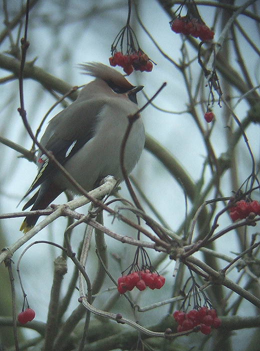 pestvogel_in_gelderse_roos_zeewolde_30_nov._2008_1.jpg