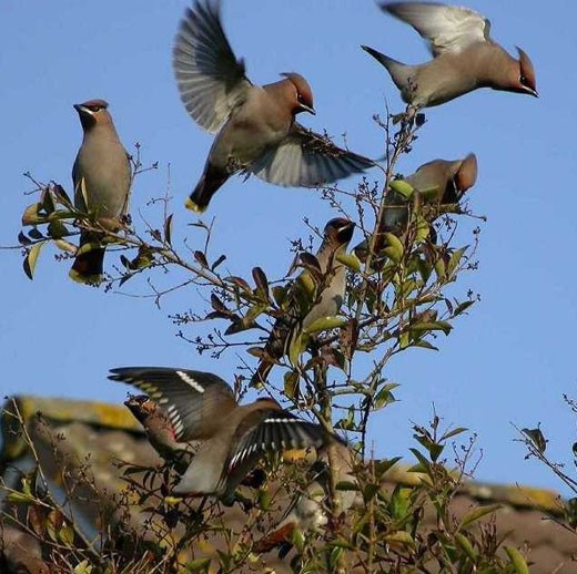 pestvogel_in_liguster_odijk_14_jan._2006.jpg