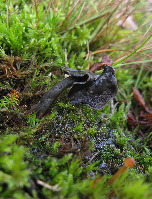 roetkluifzwam_het_gooi_021109.jpg
