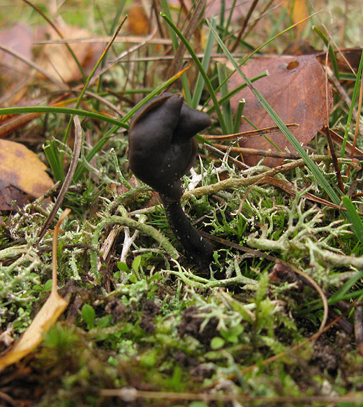 roetkluifzwam_het_gooi_111109.jpg