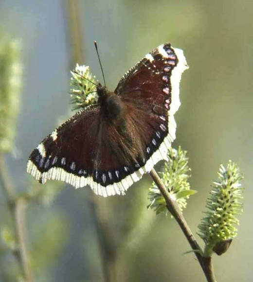 rouwmantel_op_grauwe_wilg_zouweboezemgebied_26_maart_2007_1.jpg