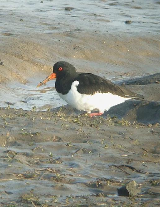 scholekster_lexmond_181209.jpg
