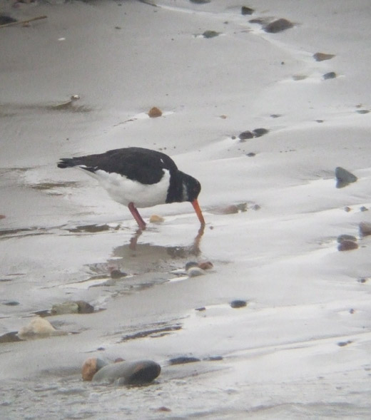 scholekster_tienhoven_171209.jpg