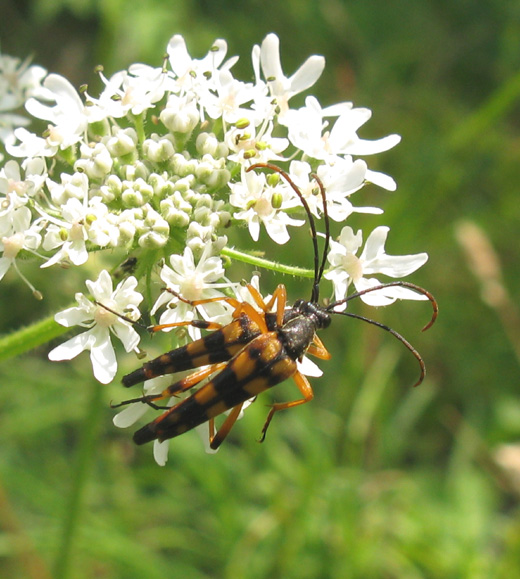 slanke_smalboktor__op_gewone_berenklauw_natuurlijk_brabant_04072009.jpg slanke_smalboktor__op_gewone_berenklauw_natuurlijk_brabant_04072009.jpg
