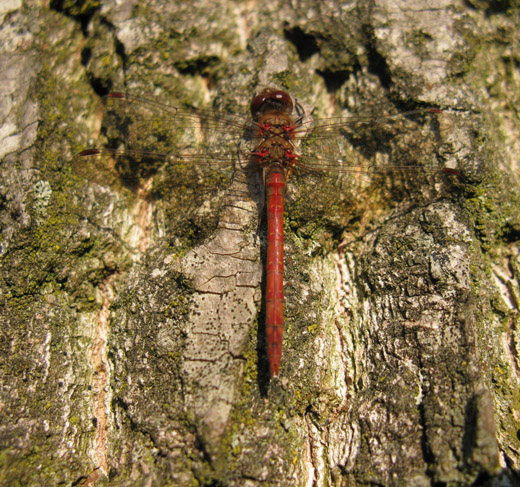 steenrode_heidelibel_zouweboezemgebied_081109.jpg