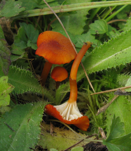 veenmosvuurzwammetje alblasserwaard 240909