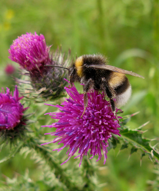 veldhommel_op_kruldistel_lexmond_04052014.jpg