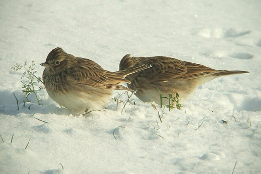 veldleeuwerik_lexmond_181209.jpg