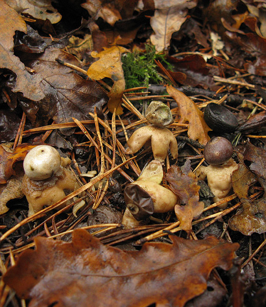 vierslippige_aardster_het_gooi_021109_1.jpg