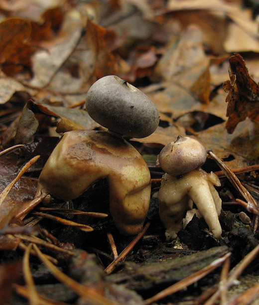 vierslippige_aardster_het_gooi_021109_2.jpg