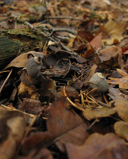 vierslippige_aardster_het_gooi_251009_1.jpg