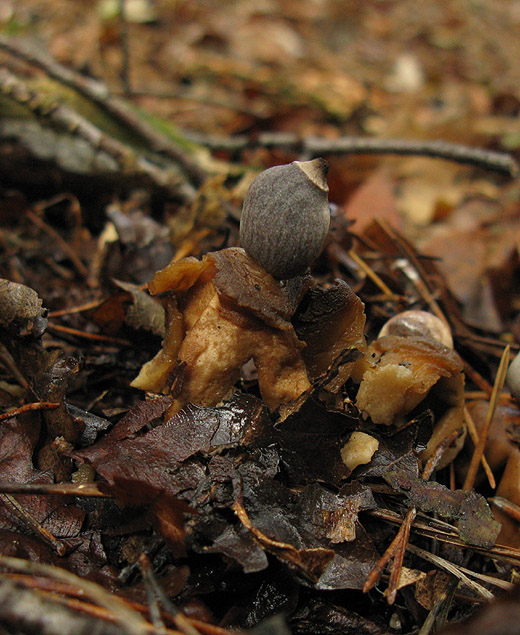 vierslippige_aardster_het_gooi_251009_2.jpg