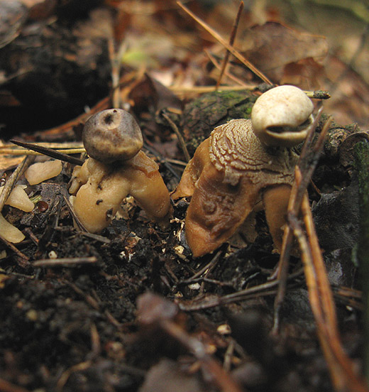 vierslippige_aardster_het_gooi_251009_4.jpg