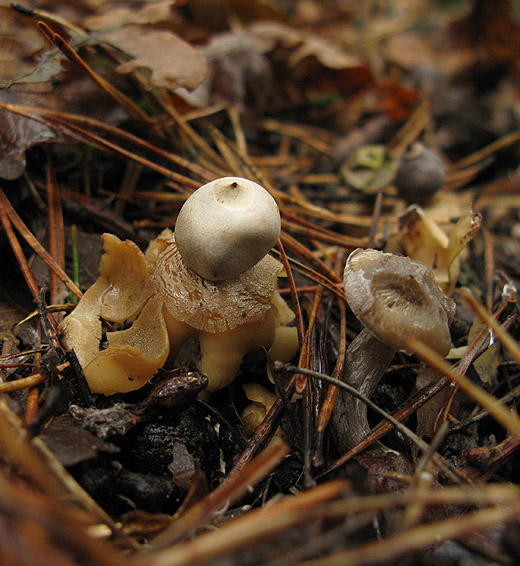 vierslippige_aardster_het_gooi_251009_5.jpg