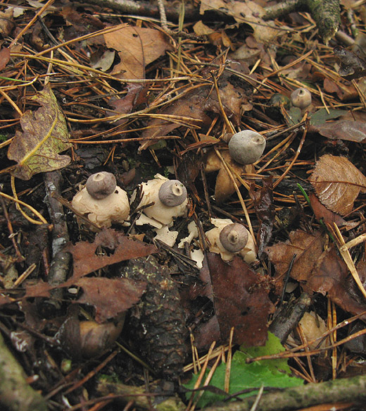 vierslippige_aardster_het_gooi_251009_7.jpg