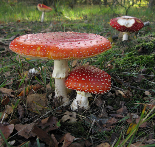 vliegenzwam_het_gooi_131009.jpg