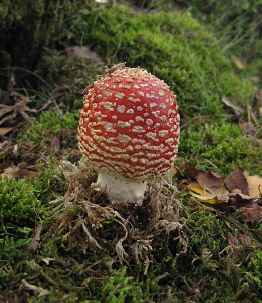 vliegenzwam_hilversum_091009_2.jpg