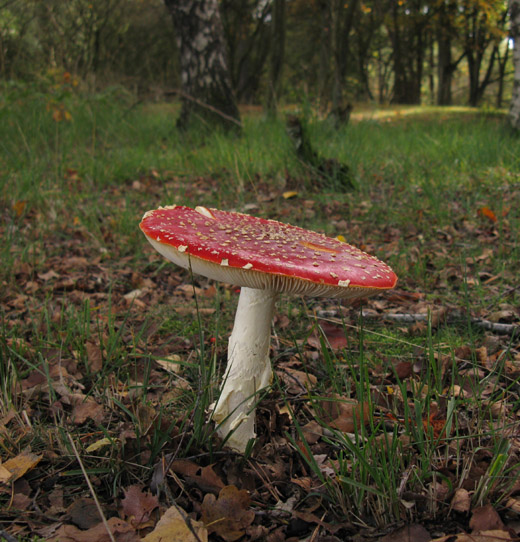 vliegenzwam_hilversum_091009_4.jpg
