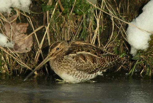 watersnip_meerkerk_6_maart_2005.jpg