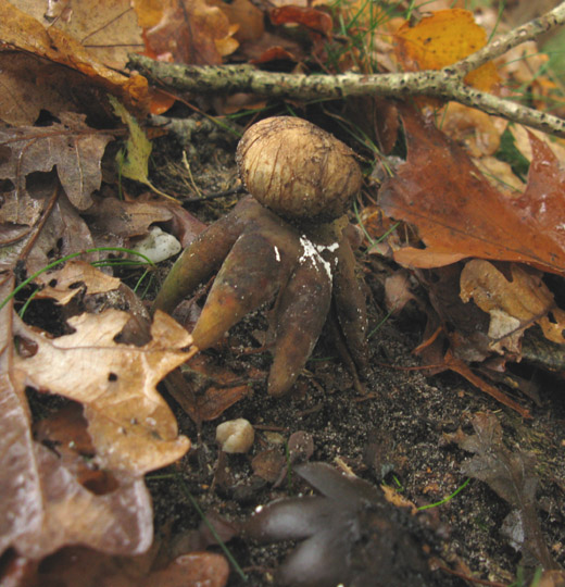 weerhuisje het gooi 111109 2