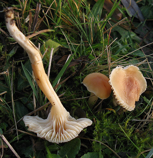 weidewasplaat betuwe 011209 1