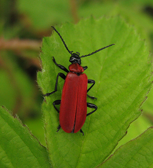 zwartkopvuurkever_natuurlijk_brabant_28_mei_2009.jpg zwartkopvuurkever_natuurlijk_brabant_28_mei_2009.jpg
