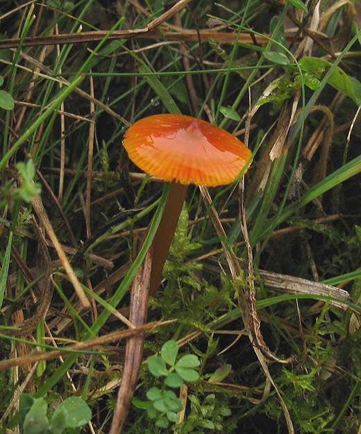 zwartwordende_wasplaat_betuwe_011009_1.jpg